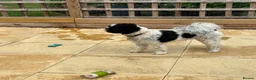 Mixed Breed dogs for sale: Small compact pug x lasso Apso - Advert 12