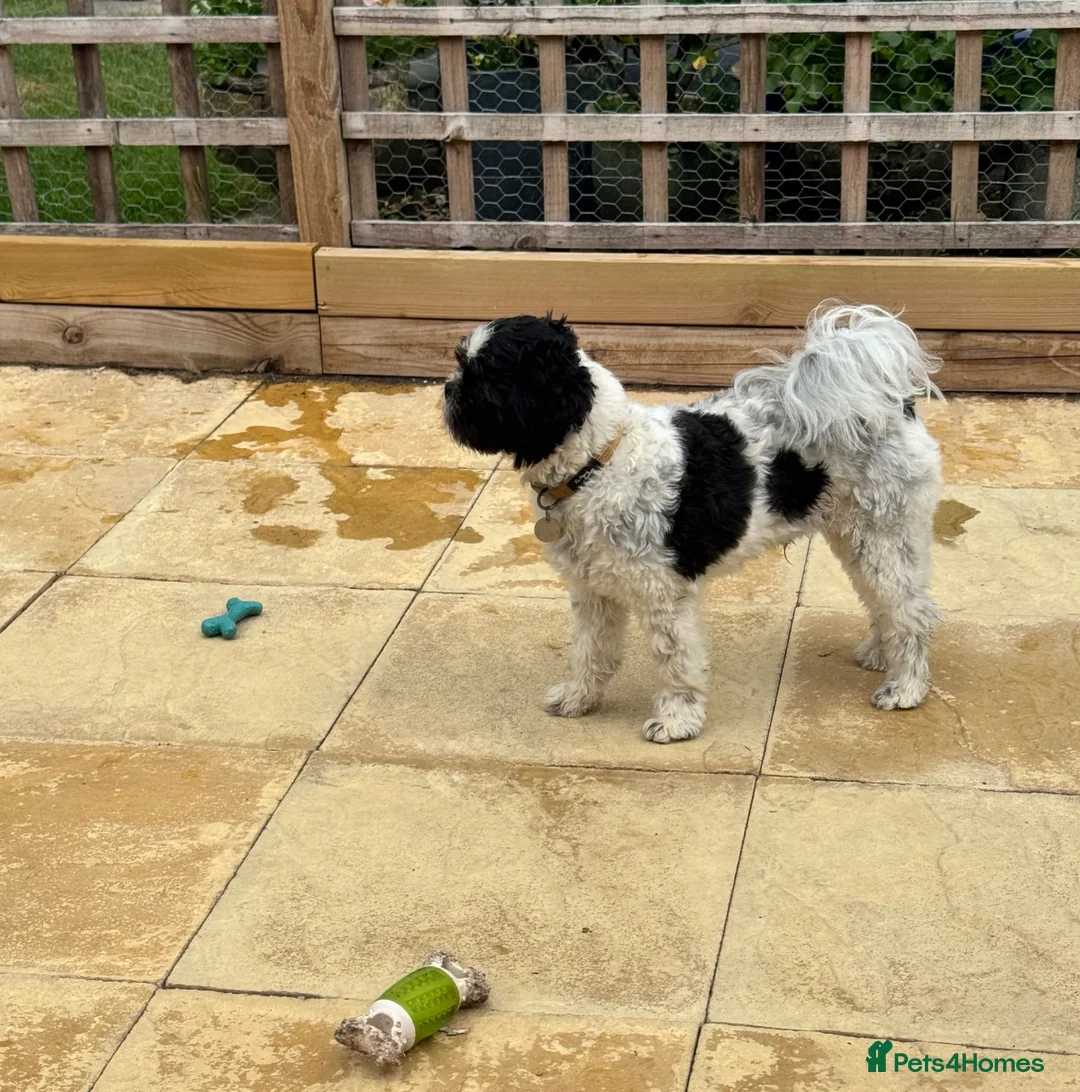 Mixed Breed dogs for sale: Small compact pug x lasso Apso - Advert 12