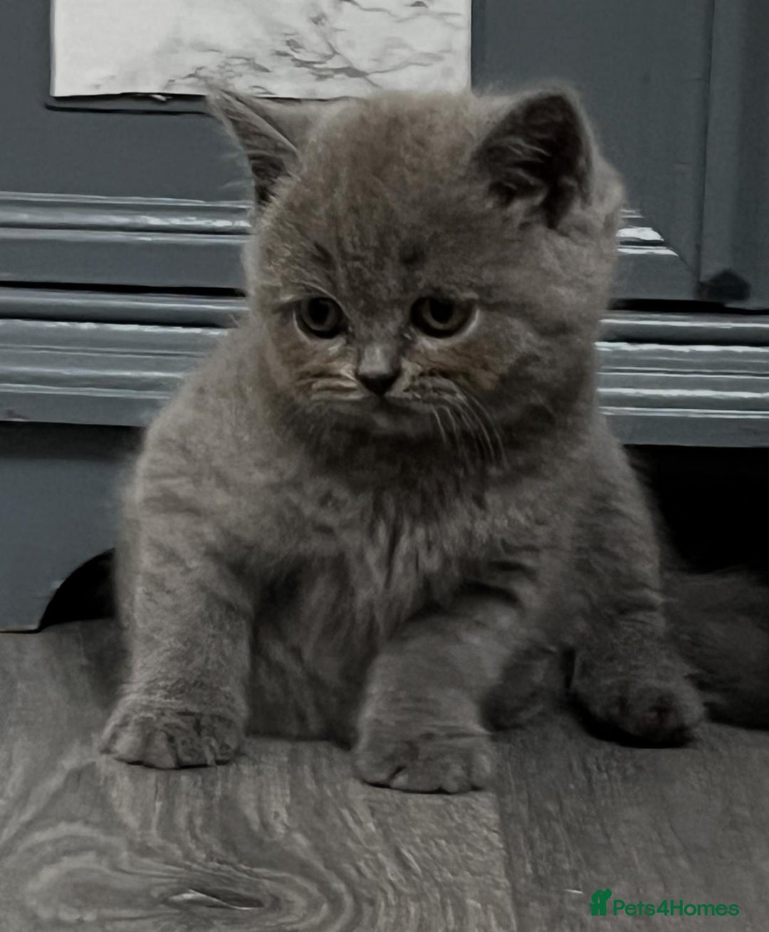 British Shorthair cats for sale: Six blue British shorthair kittens for sale  - Image 3