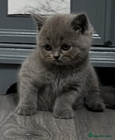 British Shorthair cats - Advert 5