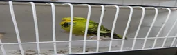 Budgerigars birds for sale: Budgerigars - Advert 3