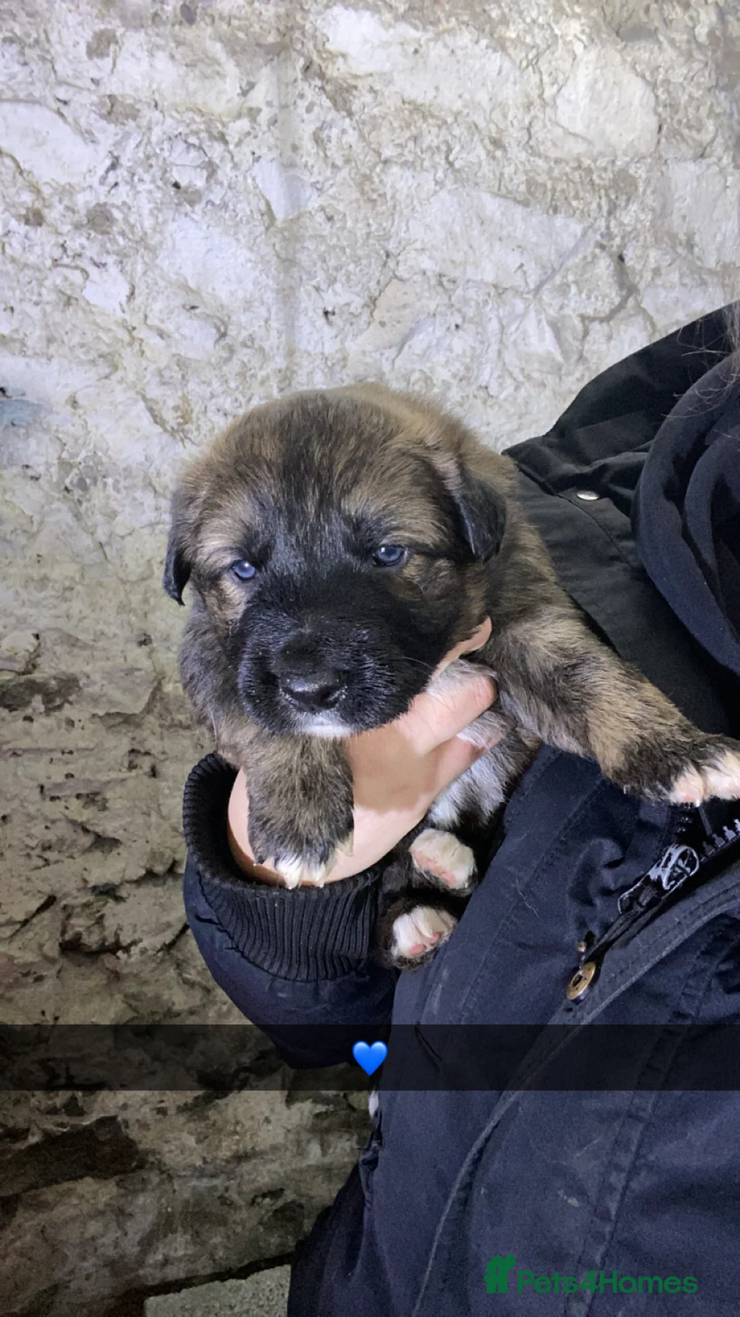 Mixed Breed dogs for sale: Australian Shepherd X Border Collie pups 🐶  - Advert 5