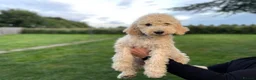 Goldendoodle dogs for sale: Standard GoldenDoodle Puppies - Advert 3