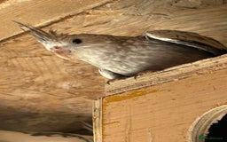 Cockatiels birds for sale: Baby Cockatiels, aviary bred - Image 7
