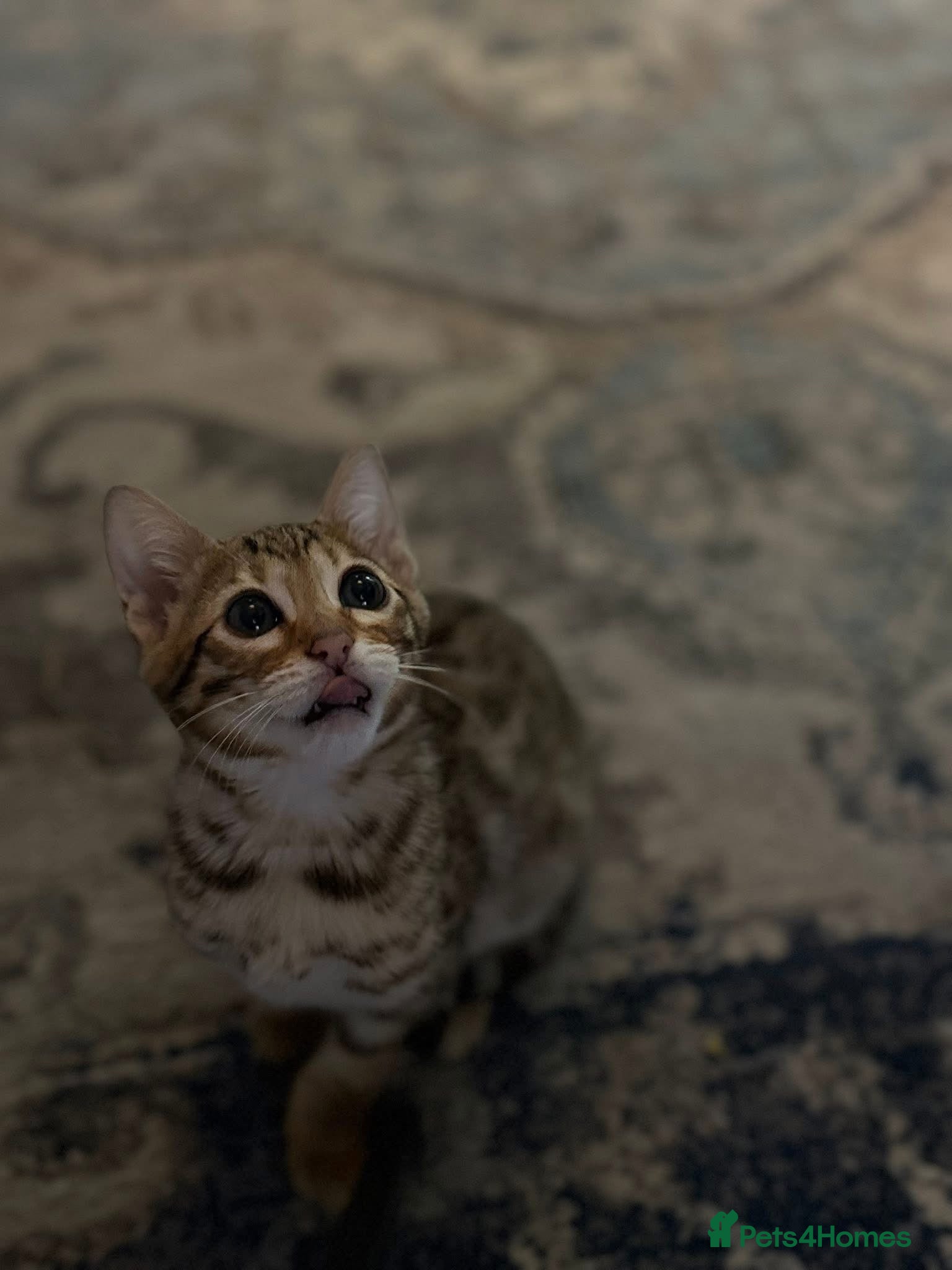 Bengal cats TICA registered bengal kittens  - Advert 8