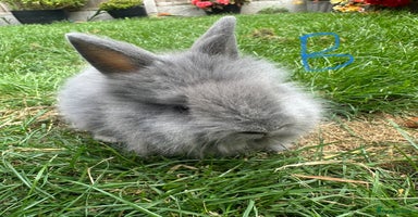 Lionhead rabbits - Advert 4