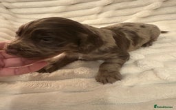 Cocker Spaniel dogs for sale: Cocker spaniel pups - Image 4