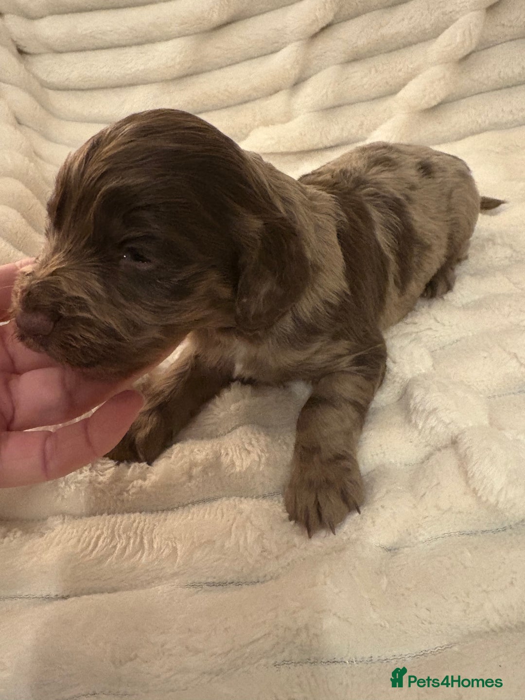 Cocker Spaniel dogs for sale: Cocker spaniel pups - Image 4