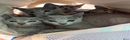 Russian Blue cats for sale: Stunning Russian Blue Kitten – TICA Pedigree in Hounslow - Advert 6