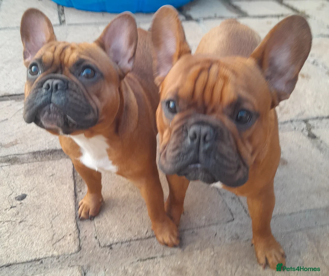 French Bulldog dogs for stud: Gorgeous Deep Red Fawn Boy in Middlesbrough - Advert 6