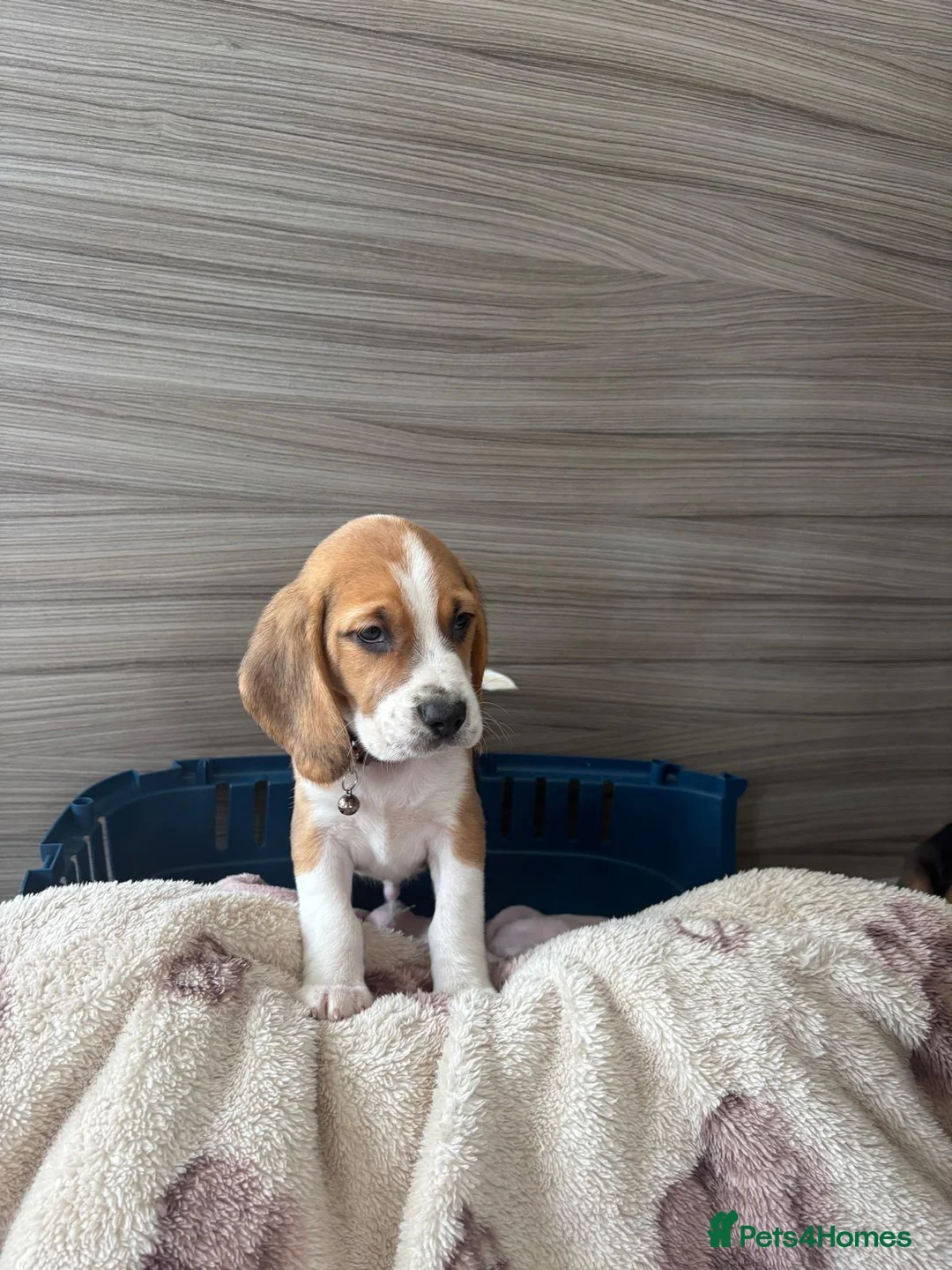 Beagle dogs for sale: Beagle puppy’s  in Doncaster - Advert 2