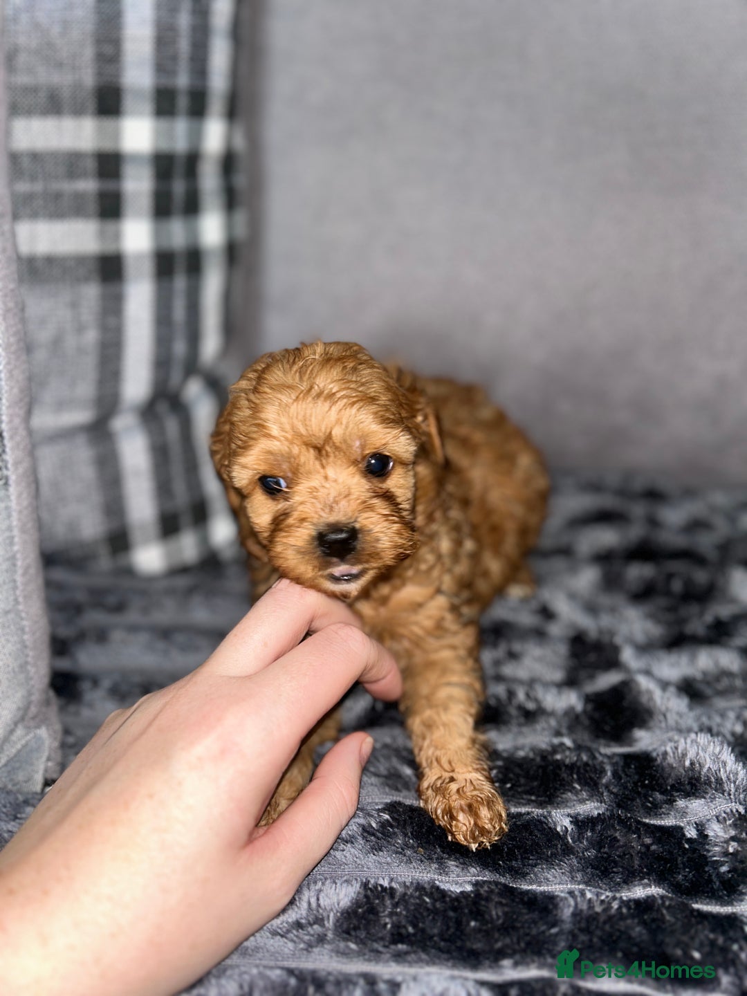 Cavapoo dogs for sale: Cavapoo puppies  - Image 5