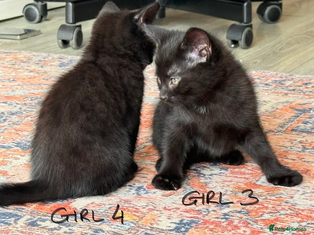 Mixed Breed cats for sale: Chocolate brown tabby kittens 🐱  - Advert 19