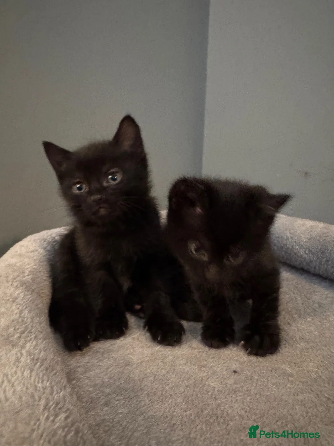 Mixed Breed cats for sale: Beautiful kittens  - Advert 14