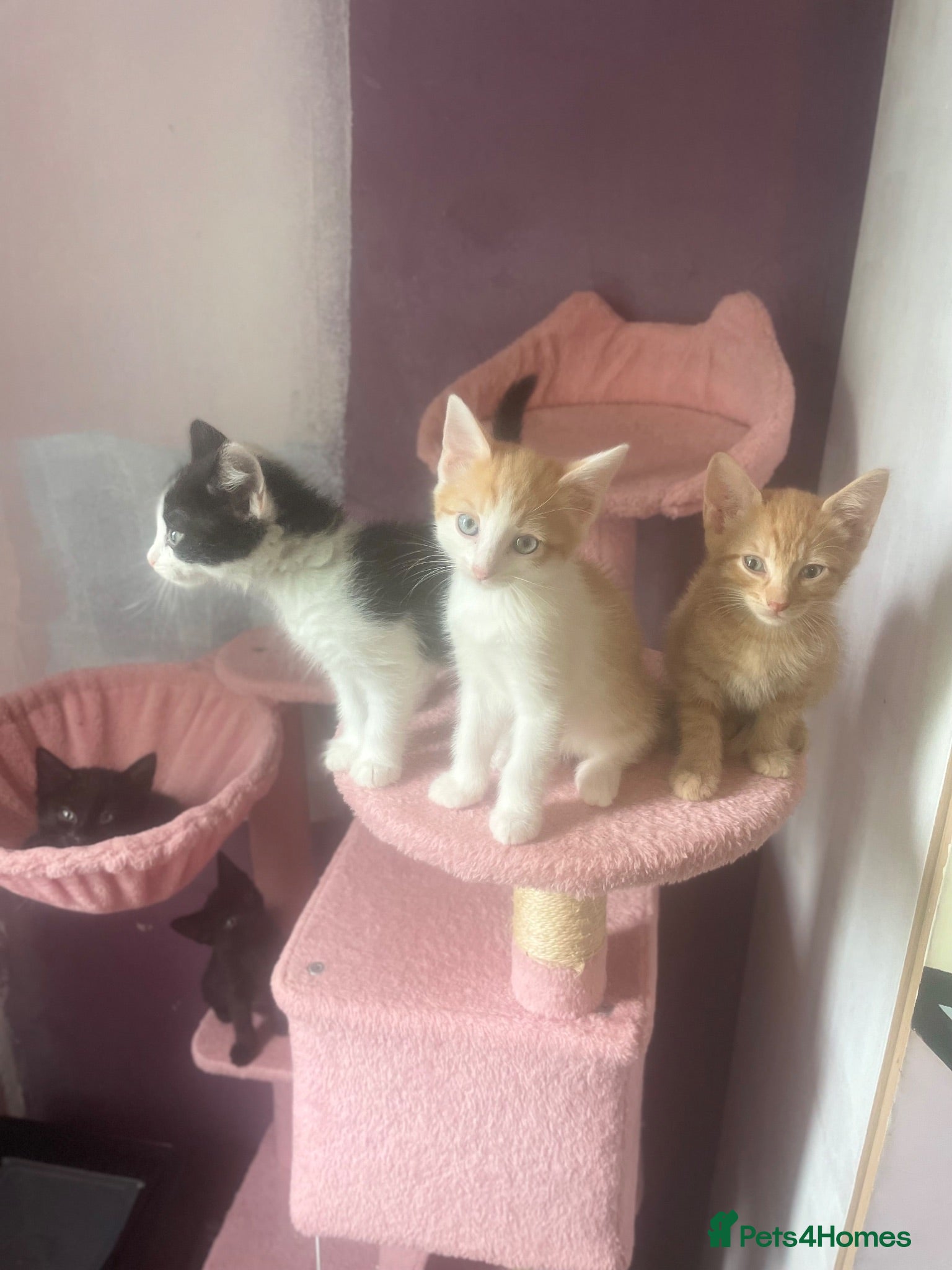 Mixed Breed cats 3 month old kittens - Advert 3