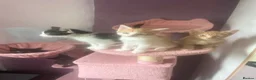 Mixed Breed cats for sale: 3 month old kittens - Advert 1