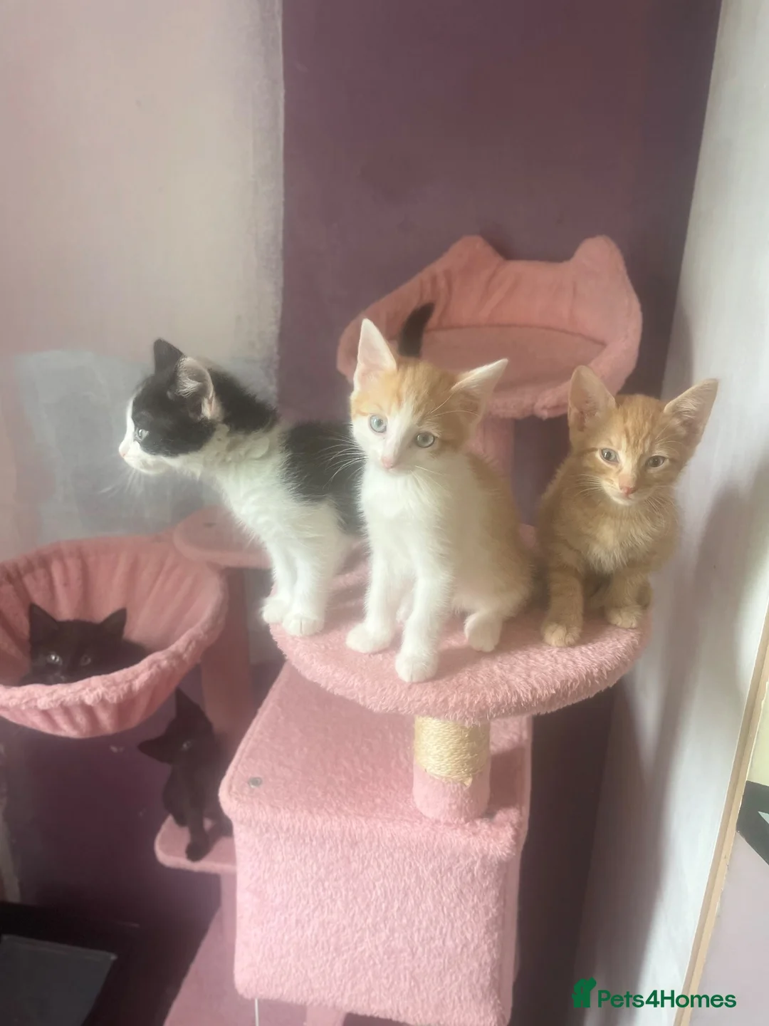 Mixed Breed cats for sale: 3 month old kittens - Advert 1