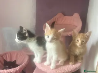 Mixed Breed cats 3 month old kittens - Advert 3