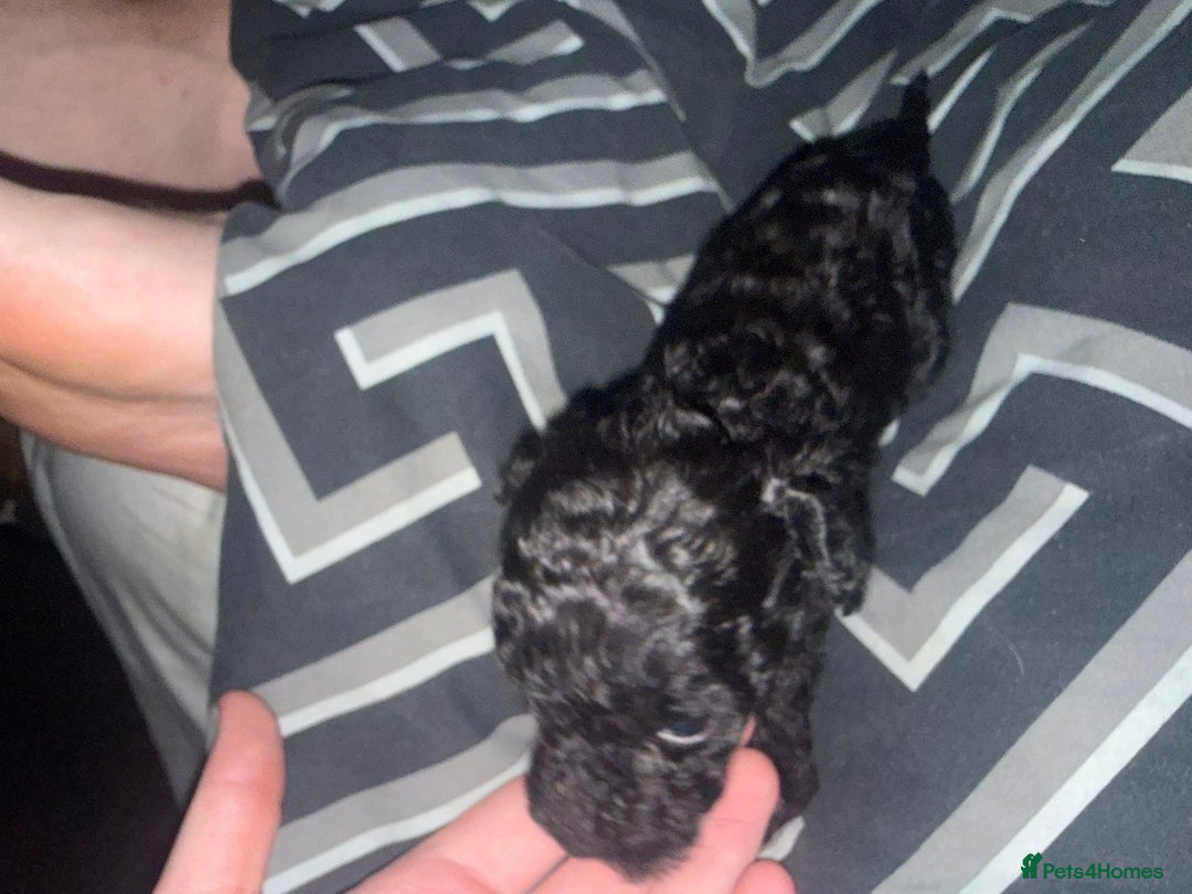 Cockapoo dogs for sale: Cockapoo pups - Advert 5