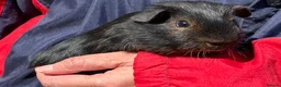 Guinea Pig rodents for sale: Pair baby purebred Black Tan brothers - Advert 8