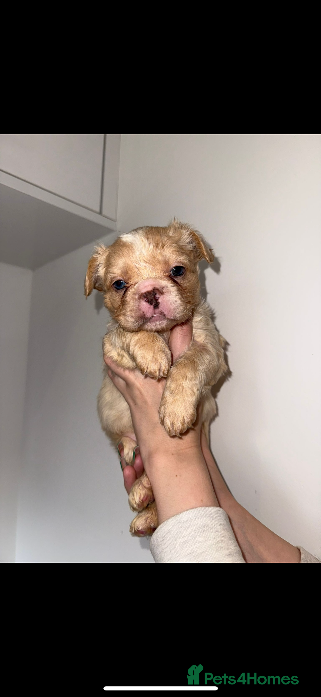 French Bulldog dogs for sale: Fluffy french bulldogs puppies - Image 8