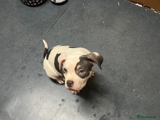 American Bully dogs Pocket Bully puppy GIRL - FOR SALE - Advert 1