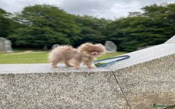Pomeranian dogs for stud: Beautiful POMERANIAN ready for stud 🐻 - Image 4