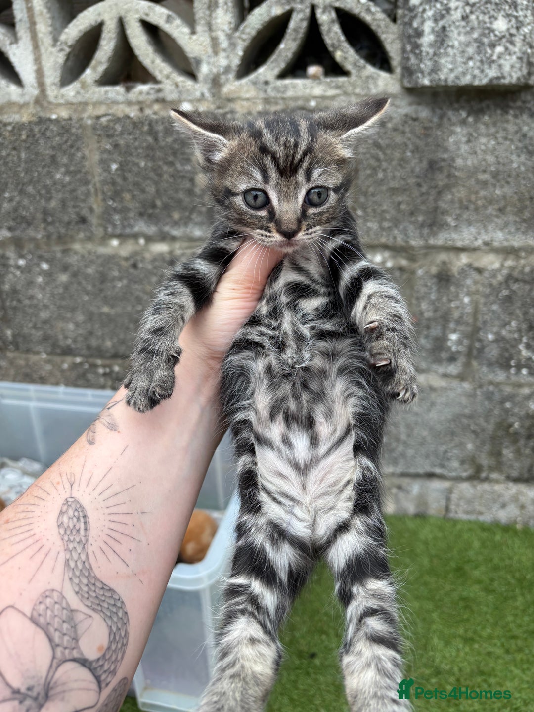 Ragdoll cats for sale: Gorgeous ragdoll cross kittens  - Image 20