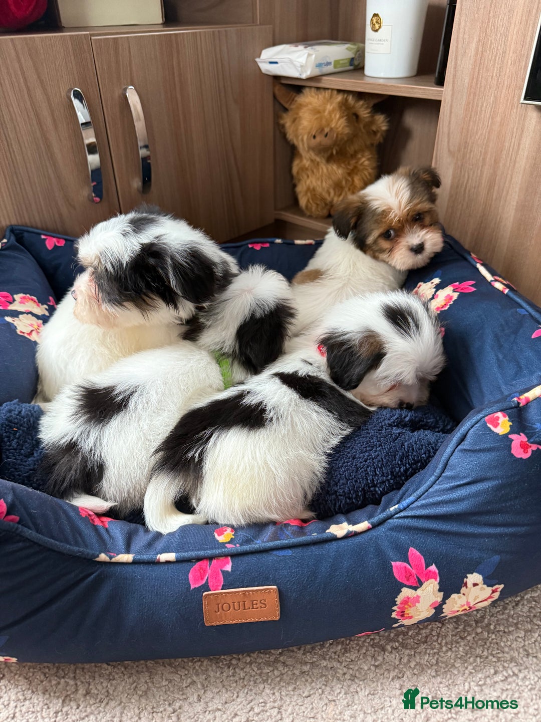 Shih Tzu dogs for sale: Shih tzu puppy’s  - Image 9