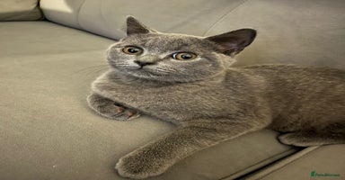 British Shorthair cats - Advert 7