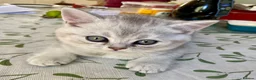British Shorthair cats for sale: Lovely British Short Hair  in Salisbury - Advert 3