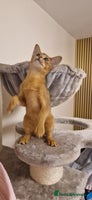 Abyssinian cats Purebred Abyssinian girl 😍 - Advert 3