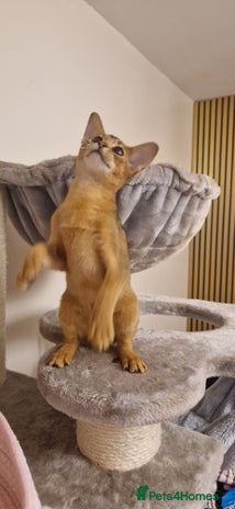 Abyssinian cats - Advert 1