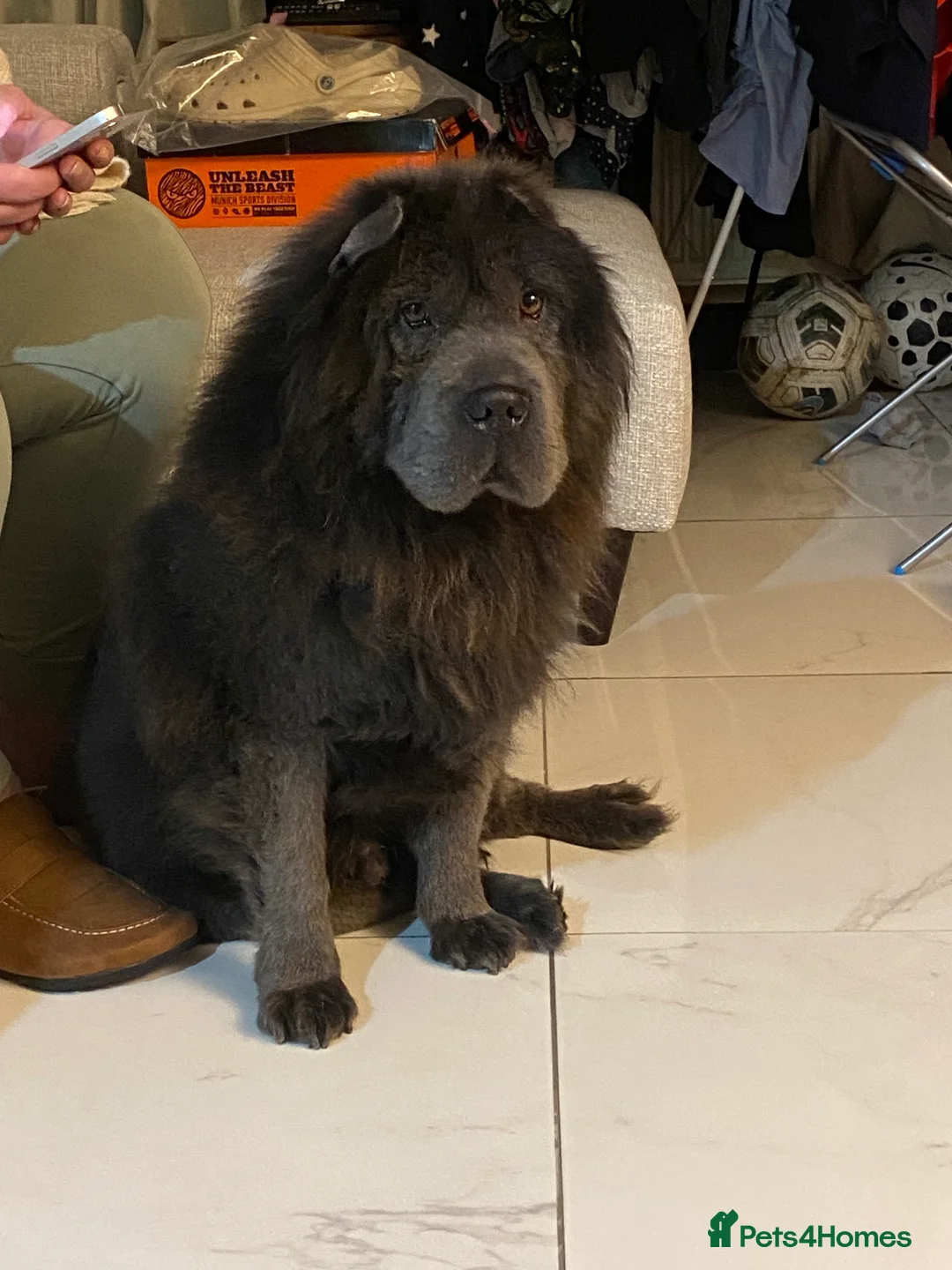 Shar Pei dogs for sale: Bear Coat Shar Pei in Gloucester - Advert 1