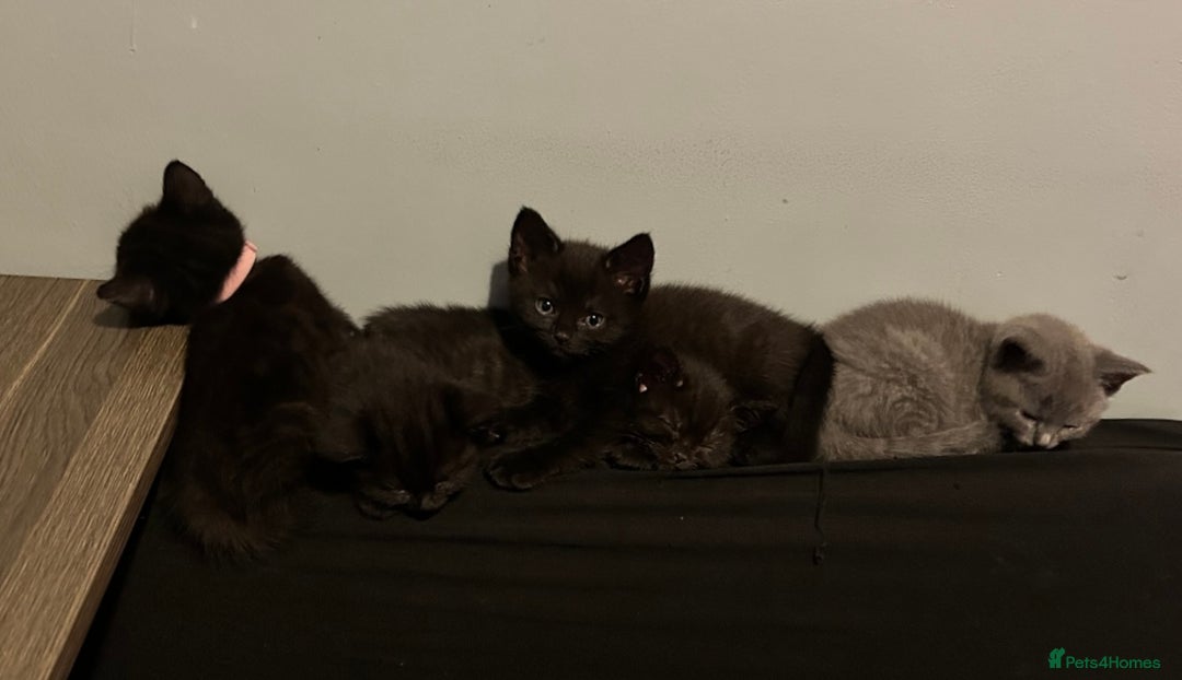 British Shorthair cats for sale:  British short hair kittens  - Image 3