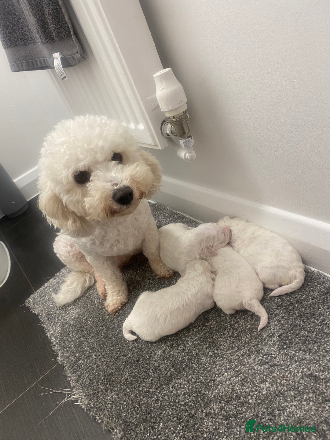 Bichon Frise dogs for sale: Beautiful Bichon frise puppies - Advert 20