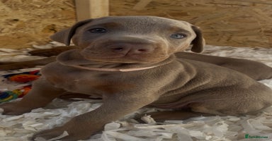 Dobermann dogs - Advert 13