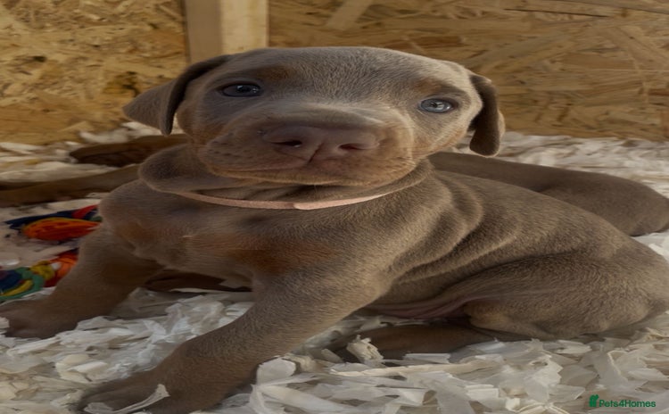 Dobermann dogs - Advert 4
