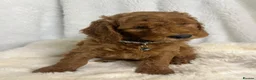 Goldendoodle dogs for sale: Top quality, health tested multiGen Double Doodles - Advert 14