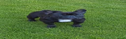 French Bulldog dogs for sale: Black Female Frenchie - Advert 1