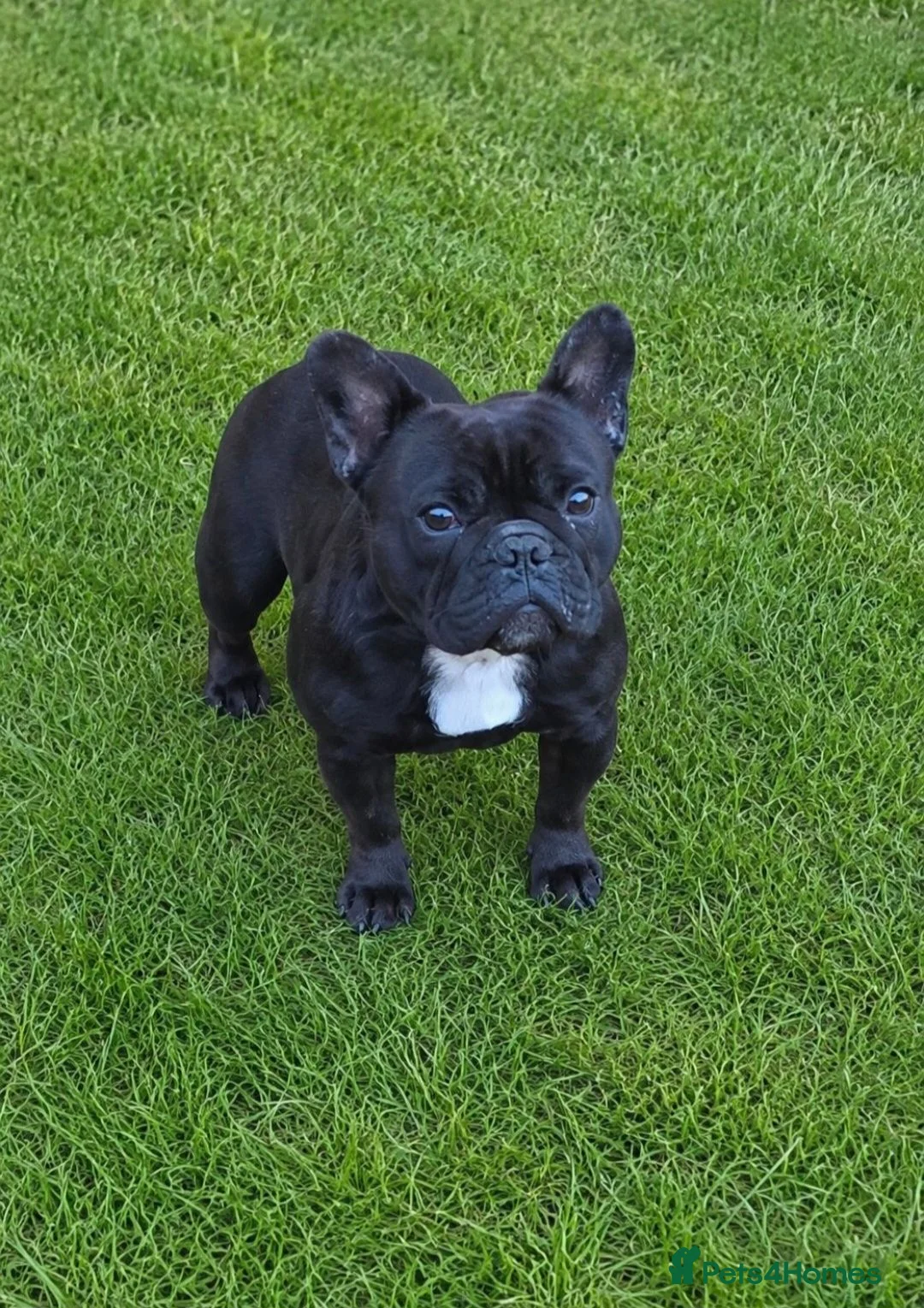 French Bulldog dogs for sale: Black Female Frenchie - Advert 1