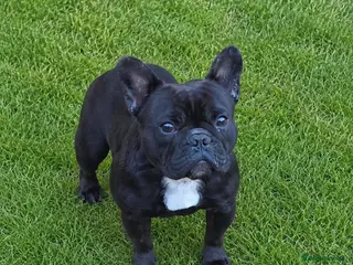 French Bulldog dogs Female French Bulldog - Advert 11