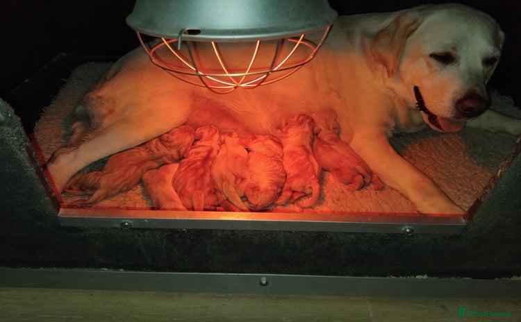 Labrador Retriever dogs - Advert 1
