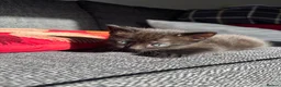 Mixed Breed cats for sale: Lovely kittens ready to go to their new home - Advert 8