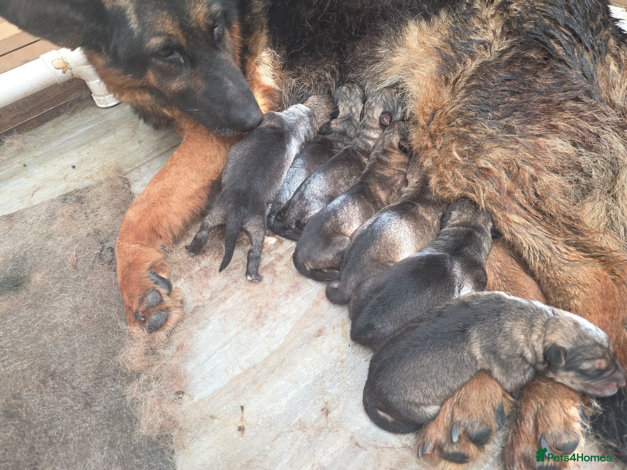 Mixed Breed dogs GERMAN SHEAPARD X ALASKAN MALAMUTE - Advert 12