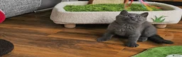 British Shorthair cats for sale: Blue British Shorthair kitten - Advert 4