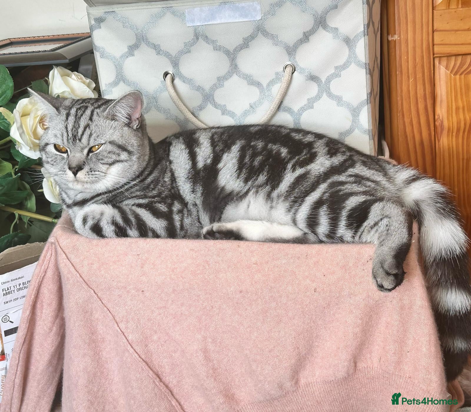 British Shorthair cats Brithish shorthair male in Barking - Advert 15