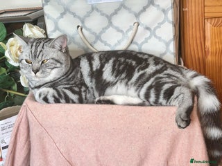 British Shorthair cats in Barking - Advert 27