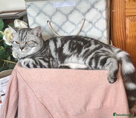 British Shorthair cats in Barking - Advert 3
