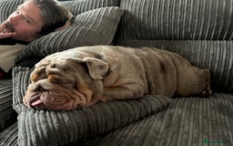 English Bulldog dogs for sale: English bulldog - Image 1